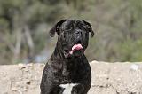 CANE CORSO 435